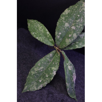 Hoya undulata SILVER ( ogromna sadzonka, real photos ) sklep internetowy