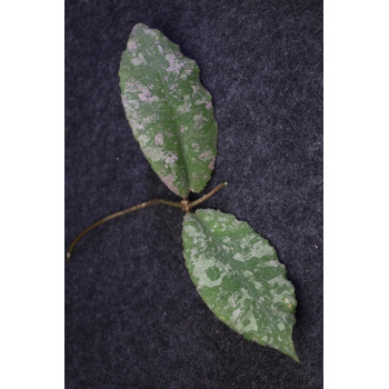 Hoya undulata SILVER ( real photos ) sklep internetowy