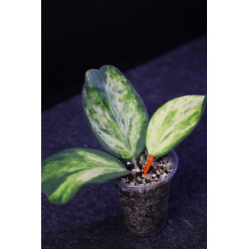 Hoya kerrii variegata spot center store with hoya flowers