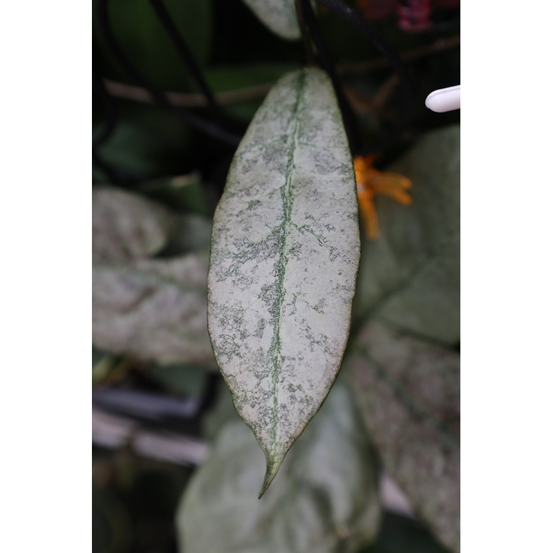 Hoya mitrata SILVER ( Kapuas, indonesian form ) store with hoya flowers