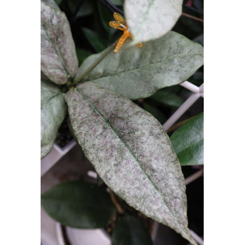 Hoya mitrata SILVER ( Kapuas, indonesian form ) store with hoya flowers