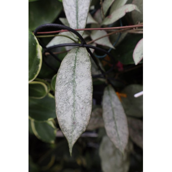 Hoya mitrata SILVER ( Kapuas, indonesian form ) store with hoya flowers