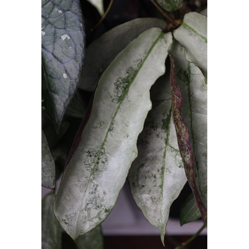 Hoya sp. Buntok SILVER store with hoya flowers