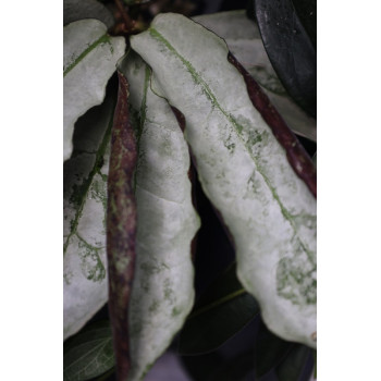 Hoya sp. Buntok SILVER store with hoya flowers