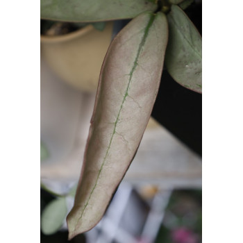 Hoya mitrata SILVER PEARL store with hoya flowers