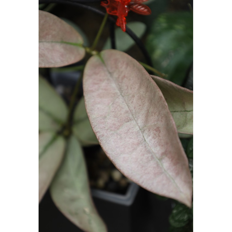 Hoya mitrata SILVER PEARL store with hoya flowers