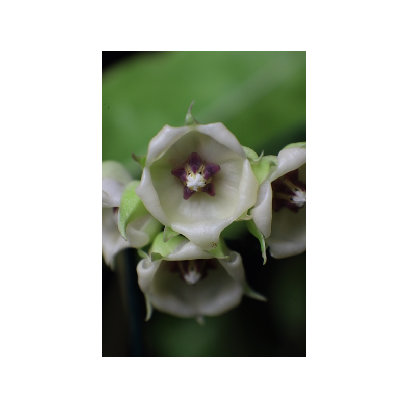 Hoya surisana - rooted store with hoya flowers