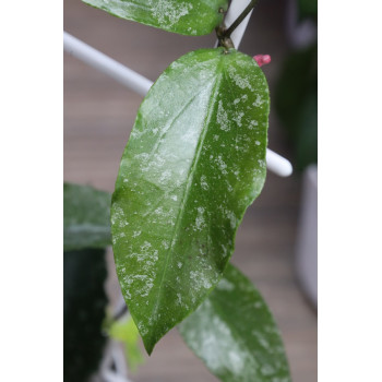 Hoya LP006 ( erythrina x caudata ) store with hoya flowers