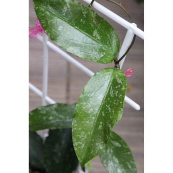 Hoya LP006 ( erythrina x caudata ) store with hoya flowers