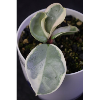 Hoya carnosa Argentea Picta - rooted, growing plant internet store