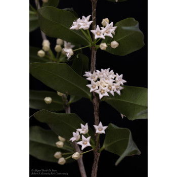 Hoya medusa - rooted store with hoya flowers