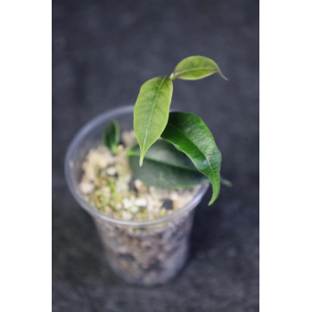 Hoya medusa - rooted store with hoya flowers