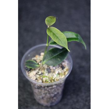 Hoya medusa - rooted store with hoya flowers