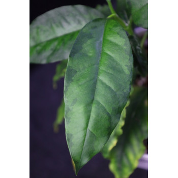 Hoya multiflora yellow variegata 'Destiny' internet store