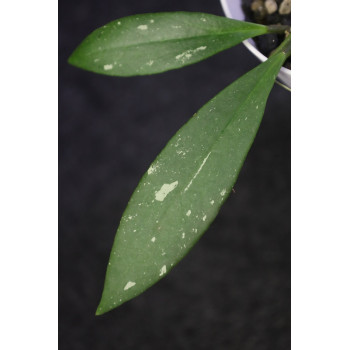 Hoya sp. aff. sulawesiana ( sp. Sulawesi no.1 ) store with hoya flowers