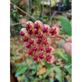 Hoya sp. aff. sulawesiana ( sp. Sulawesi no.1 ) store with hoya flowers