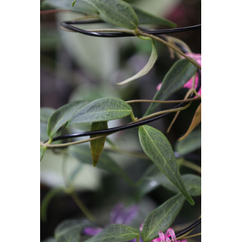 Hoya ex. solaniflora store with hoya flowers