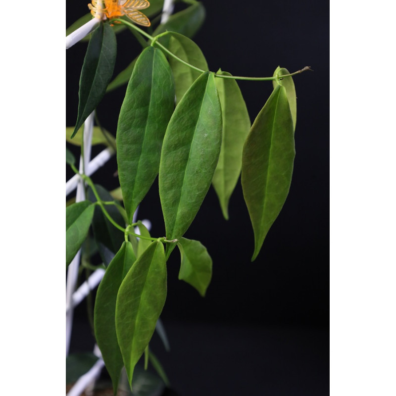 Hoya solaniflora NS12-277 store with hoya flowers