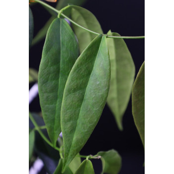 Hoya solaniflora NS12-277 store with hoya flowers