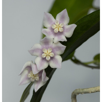 Hoya solaniflora NS12-277 store with hoya flowers