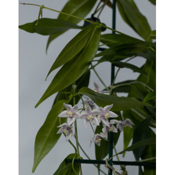 Hoya solaniflora NS12-277 store with hoya flowers