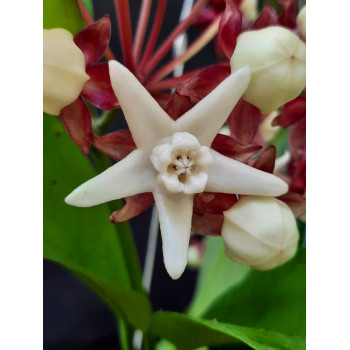 Hoya albiflora RED store with hoya flowers