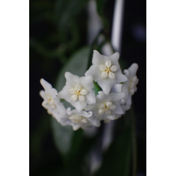 Hoya tamdaoensis - rooted store with hoya flowers