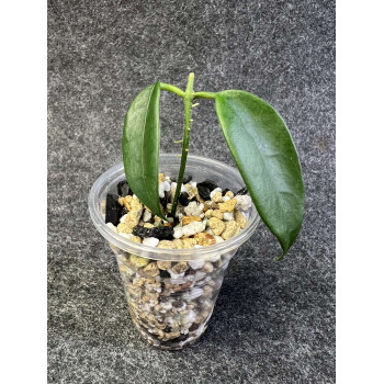 Hoya tamdaoensis - rooted store with hoya flowers