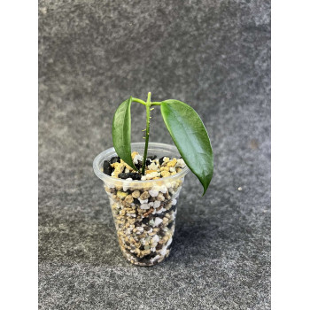 Hoya tamdaoensis - rooted store with hoya flowers