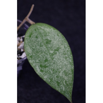 Hoya parasitica Silver sp. Indonesia - ukorzeniona sklep z kwiatami hoya