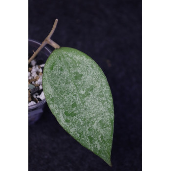 Hoya parasitica Silver sp. Indonesia - rooted store with hoya flowers