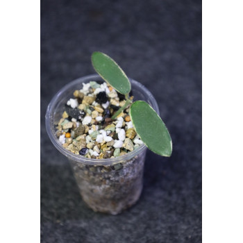 Hoya lyi 'Prism' PINK FLOWER albomarginata - rooted store with hoya flowers