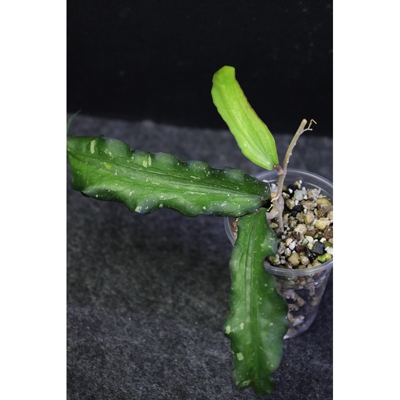 Hoya erythrina IML0511 store with hoya flowers