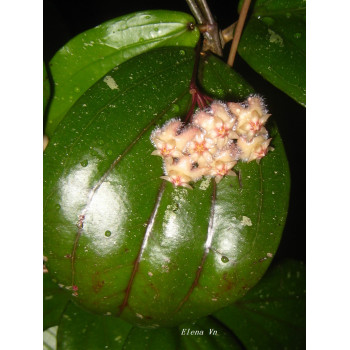 Hoya erythrina purple (AHHoya) - rooted, growing store with hoya flowers