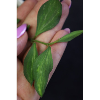 Hoya 'Mali' ( nummularioides yellow variegata ) internet store