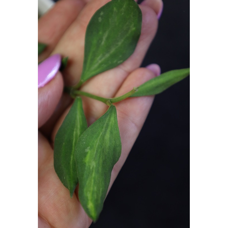 Hoya 'Mali' ( nummularioides yellow variegata ) sklep z kwiatami hoya