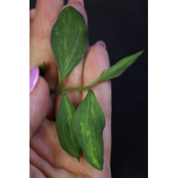 Hoya 'Mali' ( nummularioides yellow variegata ) sklep z kwiatami hoya