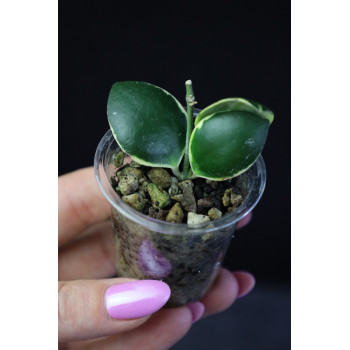 Hoya 'Palta' ( incurvula albomarginata ) - rooted store with hoya flowers