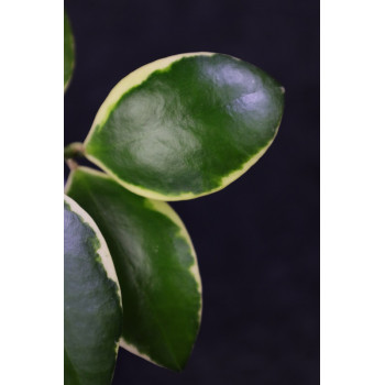 Hoya 'Palta' ( incurvula albomarginata ) store with hoya flowers