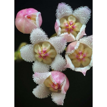 Hoya rotundiflora - rooted store with hoya flowers