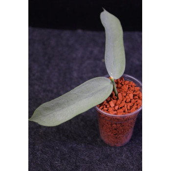 Hoya pandurata SILVER - rooted store with hoya flowers