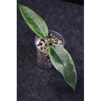 Hoya archboldiana albomarginata - rooted internet store