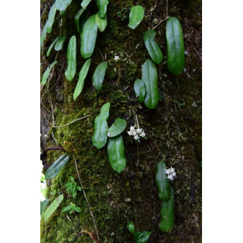 copy of Hoya gaoligongensis - rooted store with hoya flowers