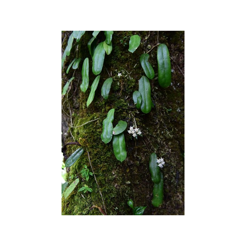 copy of Hoya gaoligongensis - rooted store with hoya flowers