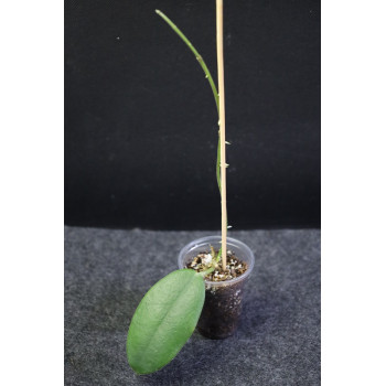 copy of Hoya gaoligongensis - rooted store with hoya flowers