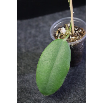 copy of Hoya gaoligongensis - rooted store with hoya flowers