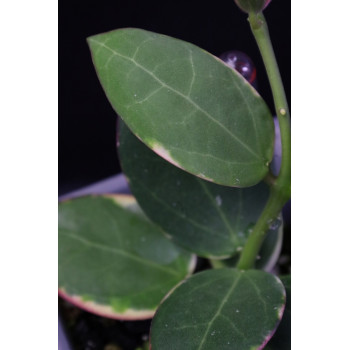 Hoya 'Para' albomarginata store with hoya flowers