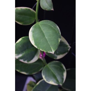 Hoya 'Para' albomarginata store with hoya flowers