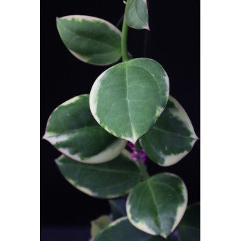 Hoya 'Para' albomarginata store with hoya flowers