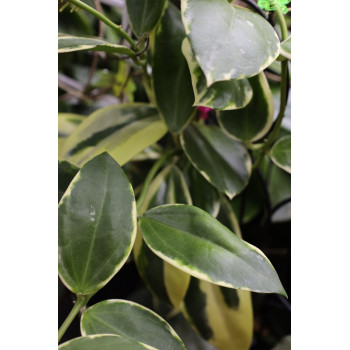 Hoya 'Para' albomarginata store with hoya flowers